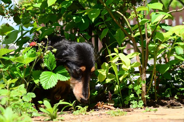 そんなところに入りこんで。やんちゃなルパン大好きだった。