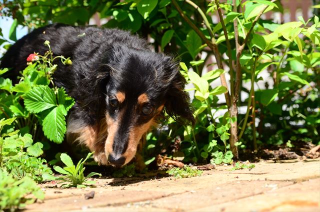 庭の様子は変わっても、そんなの関係ないね。いつでも一緒だよね。