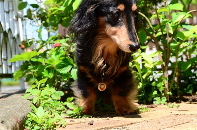 ルパンの苺畑は様変わりしたけれど、いつでもおいで遊びにおいで。