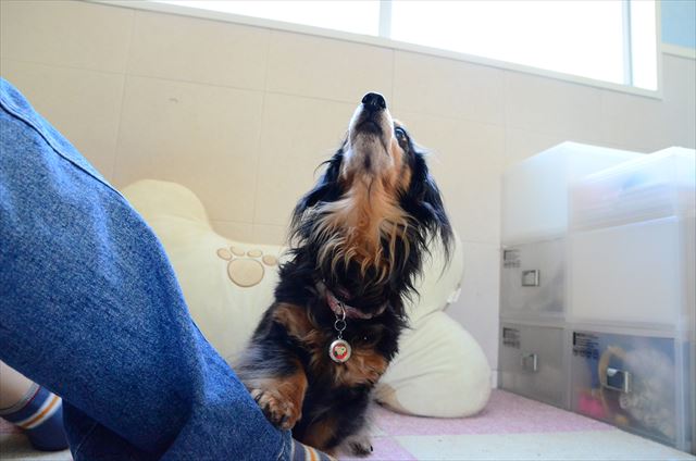 トントン。上手上手！