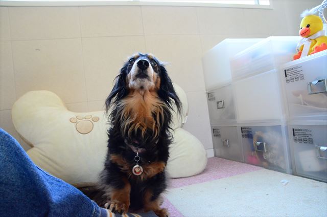 トントン。上手上手！