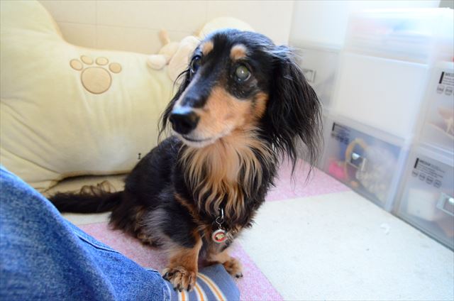 トントン。「ここに居て」の合図。私とルパンの秘密の暗号。