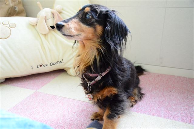 ごほうびは？のポーズ。