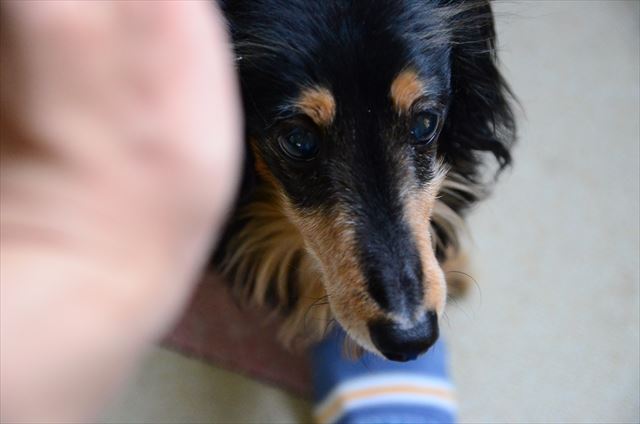 かわいいな。たまらなくかわいいな。