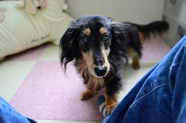 一生懸命なルパンが大好きだったよ。私もがんばるよ。