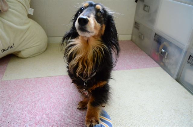 ルパンはいつでも一生懸命だったね。私もね、ルパンを見習うよ。