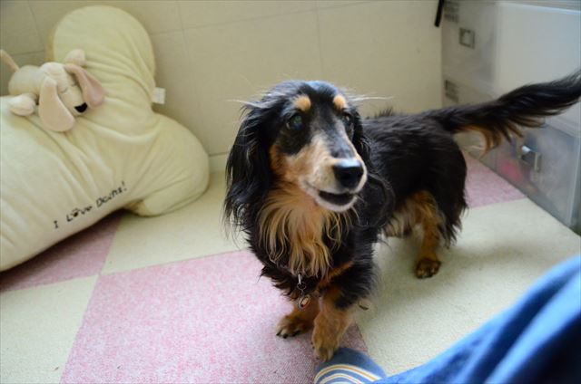 トントン。いっぱい遊んでくれてありがとね。