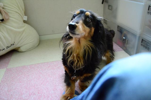 トントン。いつも一生懸命だったね。すごい子だよルパンは。