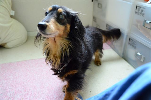 トントン。一生懸命でかわいいな。