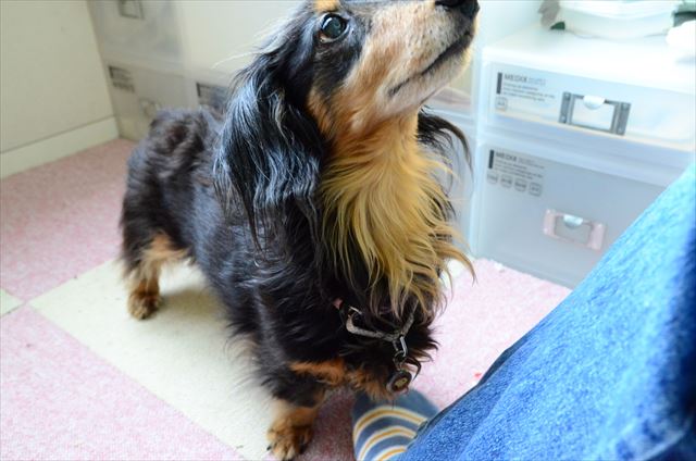 わかってるよ。ごほうびだよね。