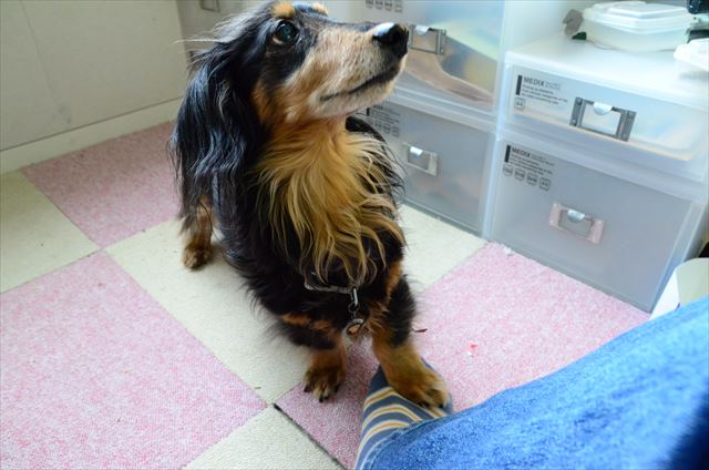 いつまでもルパンと遊んでいたかった・・。