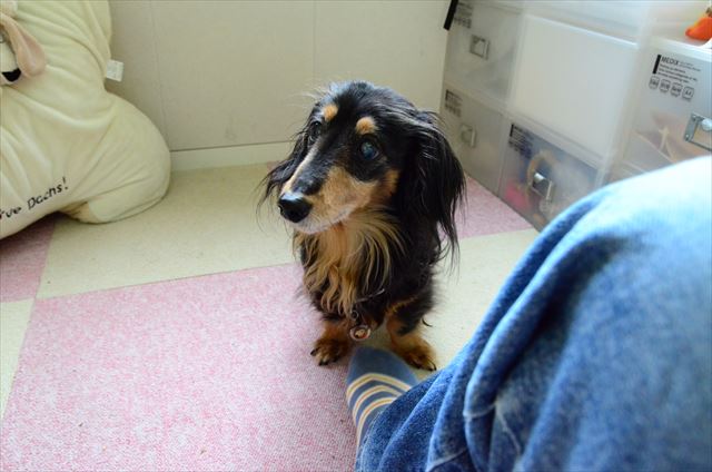 ルパンは頑張り屋さんだったね。私も頑張るよ。