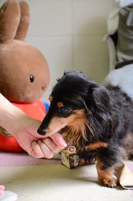 papaと遊んでもらってるのね。うれしいね。