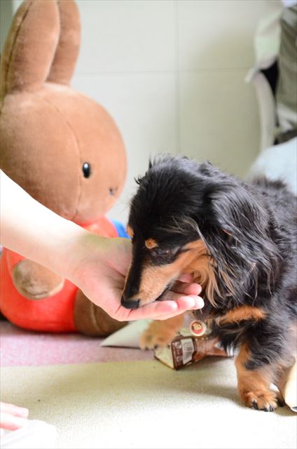 ルパンがいる。それだけで幸せな時間。