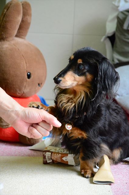 ルパンに会いたいよ。肉球のぬくもり感じたいよ。