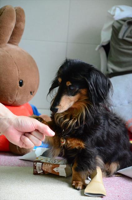 「ちょうだい♪」。ルパンの肉球のあったかな感触、今も覚えてる。