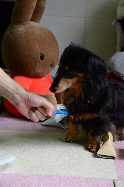 ルパンはかわいいだけじゃない。賢い子だよ。