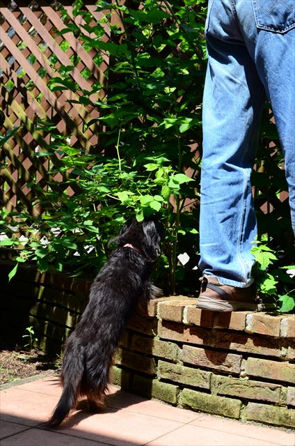 お手伝いしてくれたよね。イイコだねルパン。