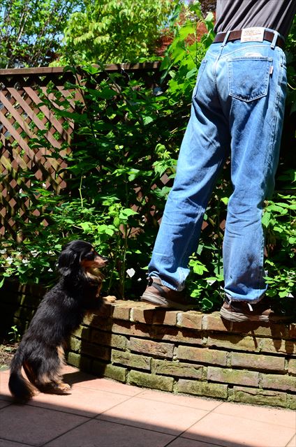 いつもお手伝いしてくれたよね。ありがとね、ルパン。
