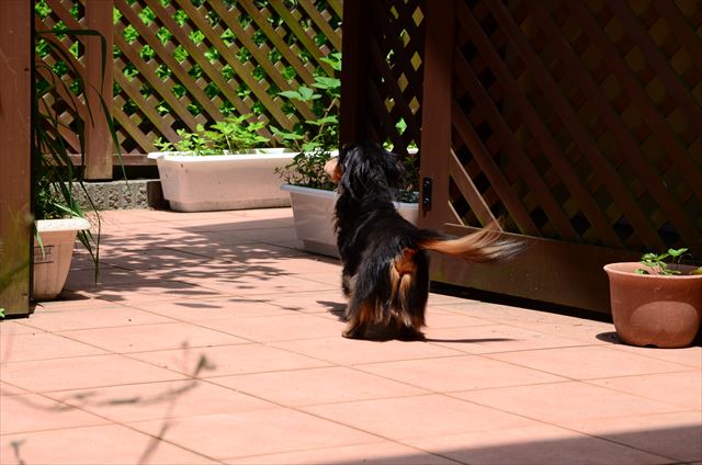 守ってあげたいと思ってきたけど、私がルパンに守られてたんだね。