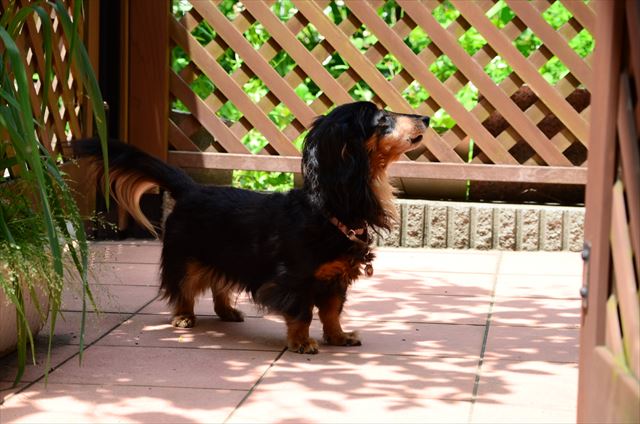 ワワワワワワワワワワワン！