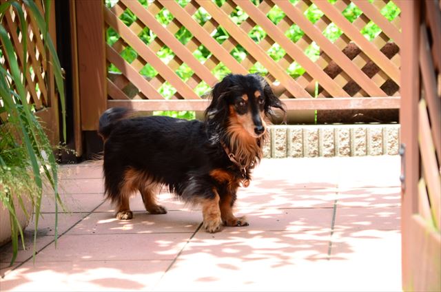 見回りしてくれてるの？