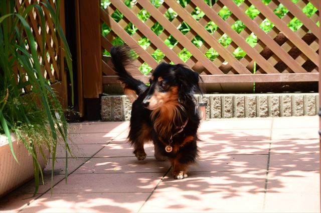 ルパンがいた庭。いつまでも大事にするよ。