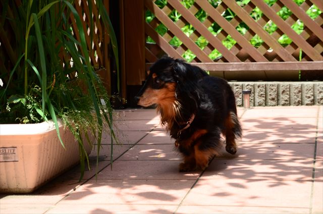 テクテクお散歩。今でもルパンのお庭だよ。