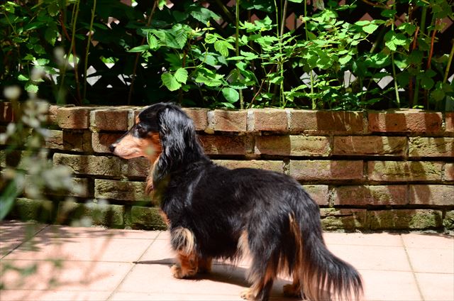 かわいいな、ルパン、かわいいな。