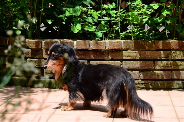 ルパンの庭だよ。食べられるものたくさん植えたよ。