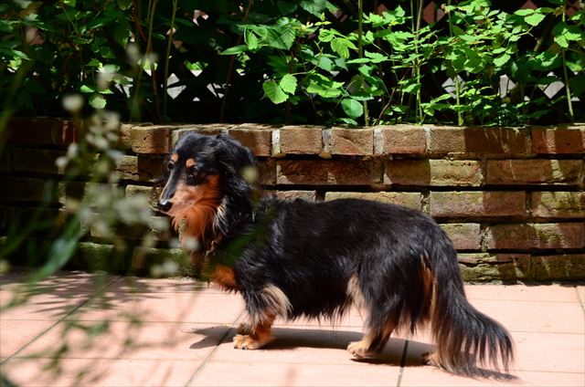 この場所が大好きだった。ルパンも私たちも。