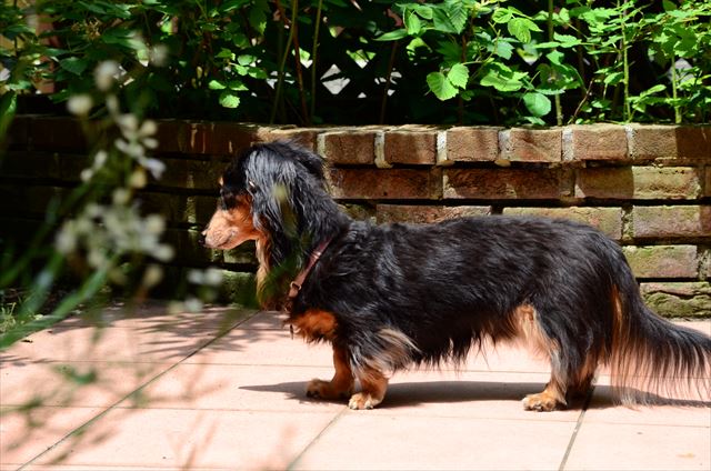 ルパンのお庭だよ。