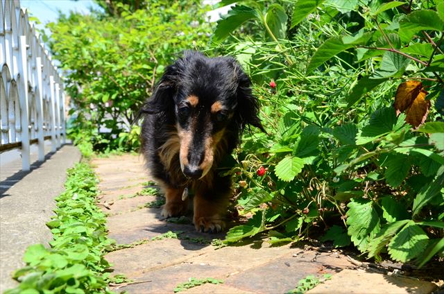 今日もお散歩。明日もお散歩。ずっとずっとお散歩してたかった・・