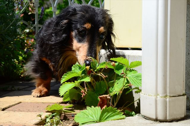 美味しいの食べれたかな。ルパンの毎日、楽しいといいな。
