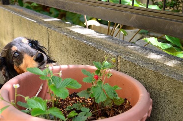 おっイチゴ見つけたね。狙ってるね！