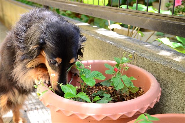 そうそう、そこにイチゴあるよ！ルパンのだよ。食べていいよ。