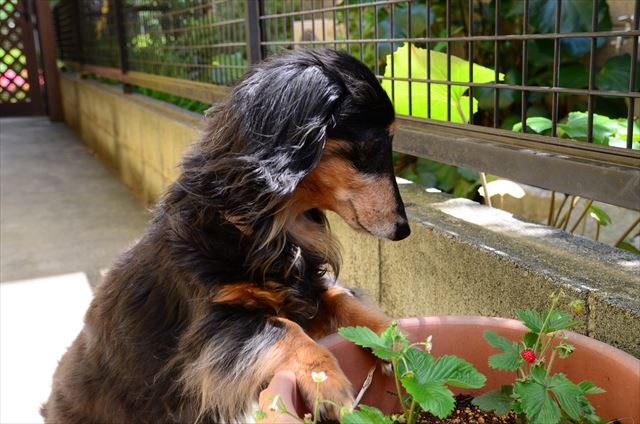 発見。熟したイチゴを発見。ルパンにあげるよ。取れるかな。