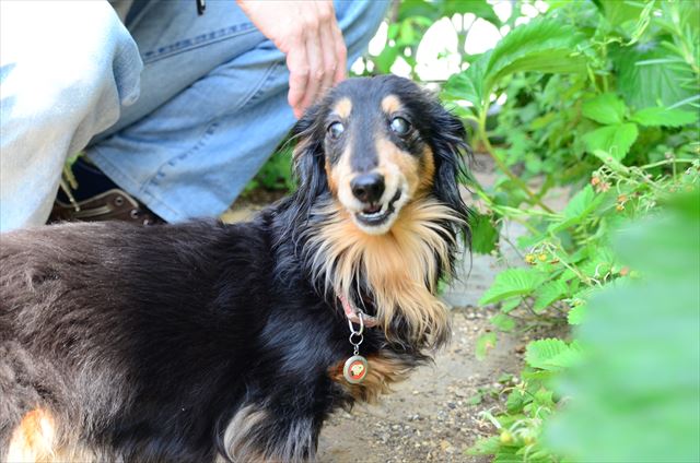 美味しい美味しい！「もらったよ」とでも言いたげにこっち見るんだよね。