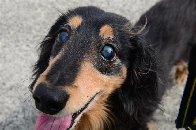 ふたりでよく遊んだね。ルパンと遊ぶのが大好きだった・・。