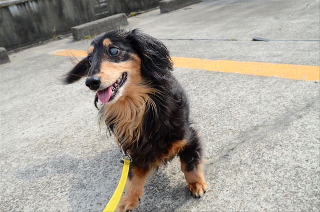 ルパンと遊ぶの楽しかったなぁ！