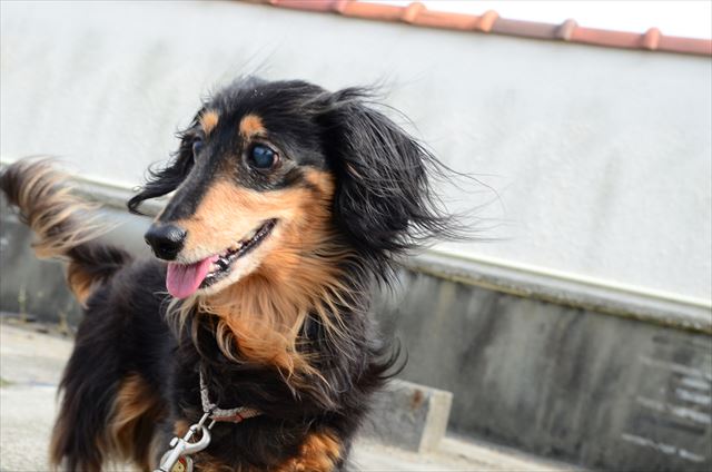 ルパンと遊ぶの楽しかったよ。ホントにホントに・・