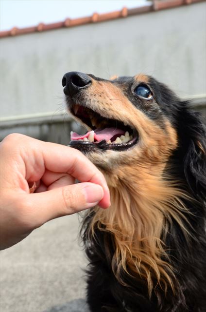ルパンと遊ぶのが大好きだった。ルパンの笑顔が大好きだった。