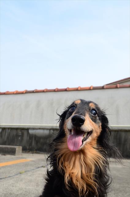 ルパンの笑顔が大好きだった。私もいつも笑ってた。