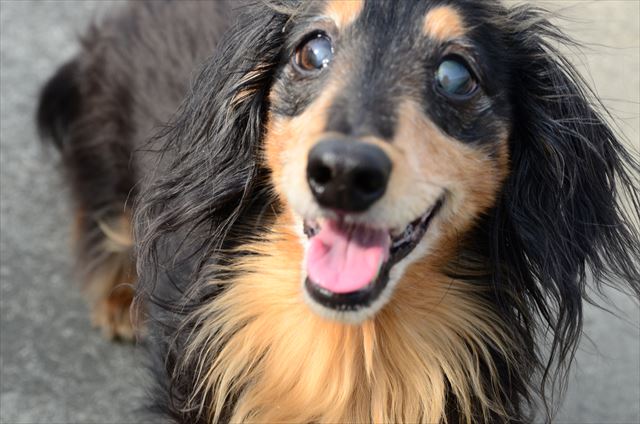 楽しい楽しい！　私も。ルパンと遊ぶの楽しい楽しい！