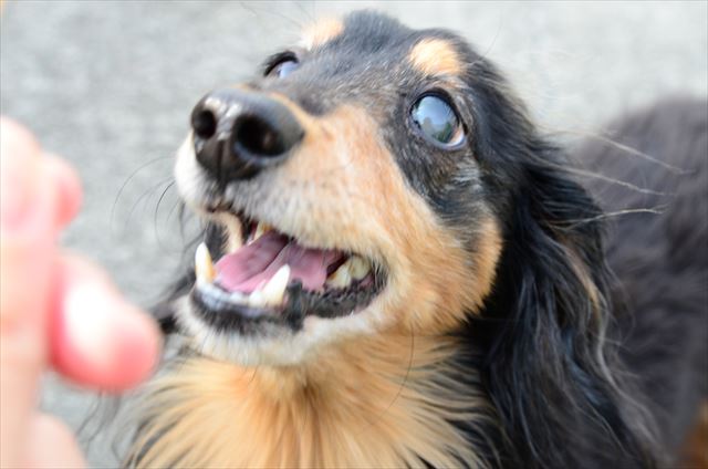 楽しい？うん、私も楽しい！ルパンと遊ぶの大好き。