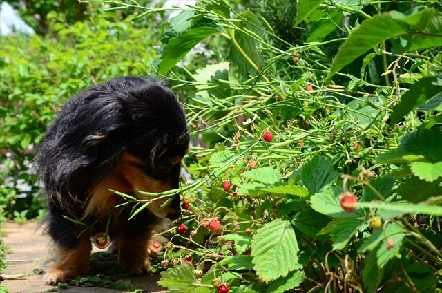 少し様変わりしたけど、ルパンの苺畑は今でもちゃんと手入れしてるよ。いつでも遊びにおいで。