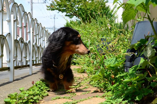今日もお散歩。お庭をお散歩。今日もいい日にな～れ！
