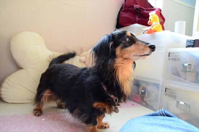 しっぽフリフリご機嫌だね！楽しいね！