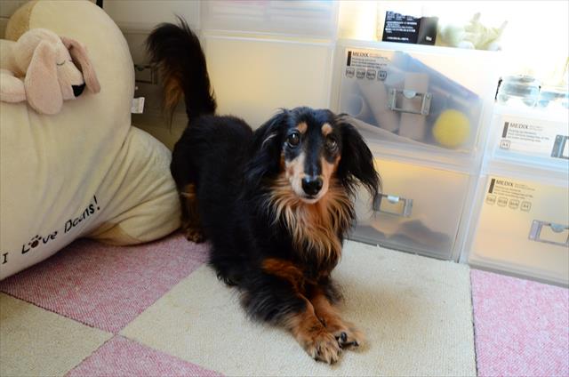 「あ・そ・ぼ♪」。いっぱい遊んでくれてありがとね、ルパン。