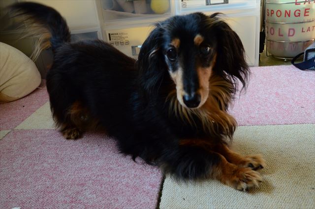 「遊ぼうよ！」。ルパンと通じ合えて楽しかった。幸せだった。